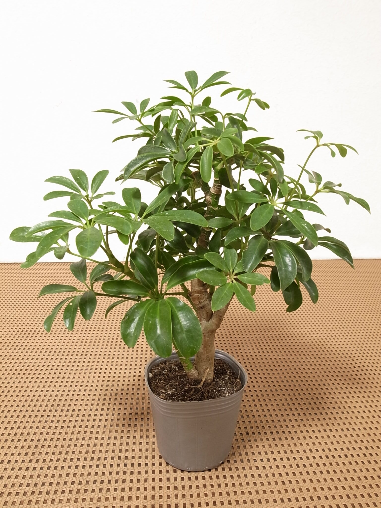 愛知県観葉植物の生産者株式会社豊楽園 » シェフレラ・ホンコン  