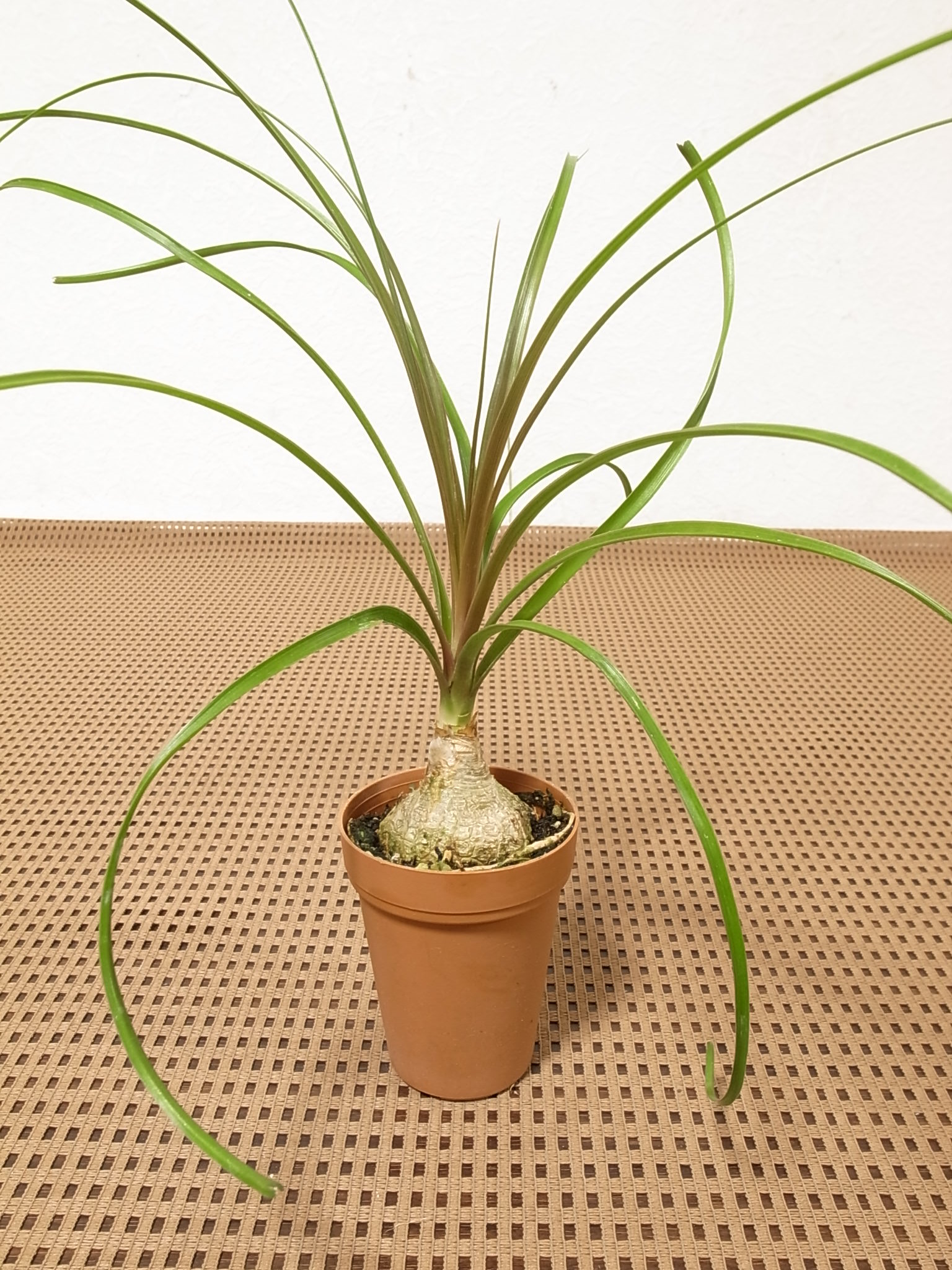愛知県観葉植物の生産者株式会社豊楽園 » トックリラン(ノリナ)豊楽園