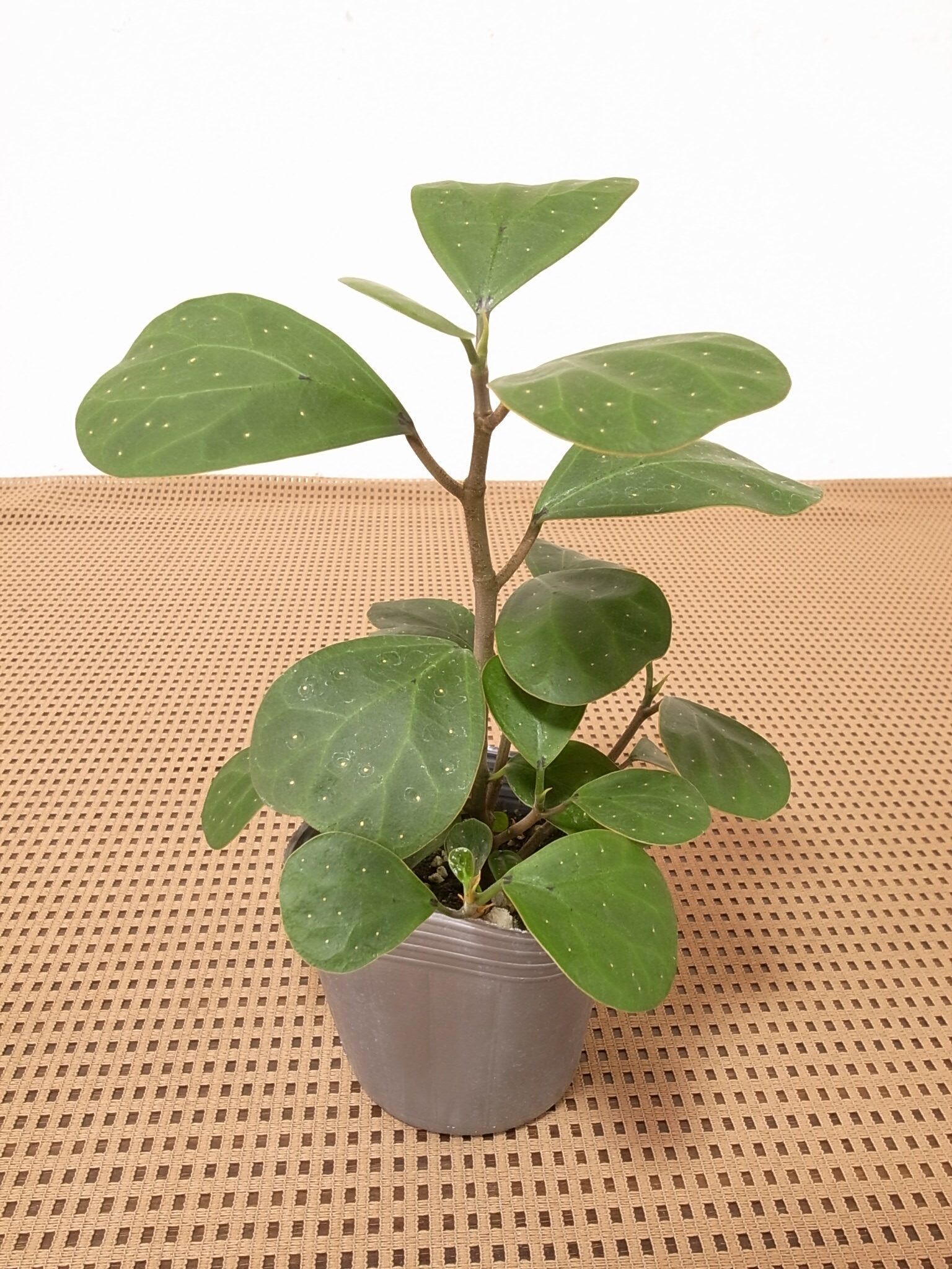 愛知県観葉植物の生産者株式会社豊楽園 » コバンボダイジュ豊楽園